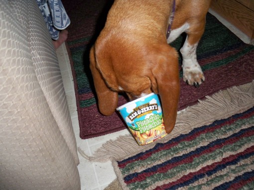 Daisy's Favorite Food Daisy's Favorite Food